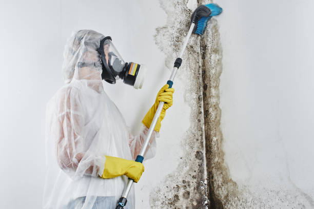 Best Mold Cleaning Services  in Auburn, KY