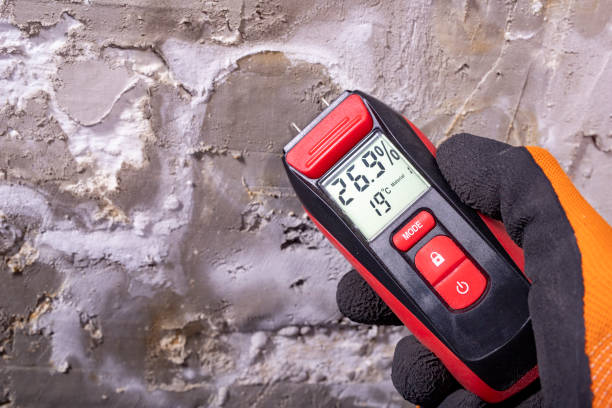 Mold Removal Process in Auburn, KY