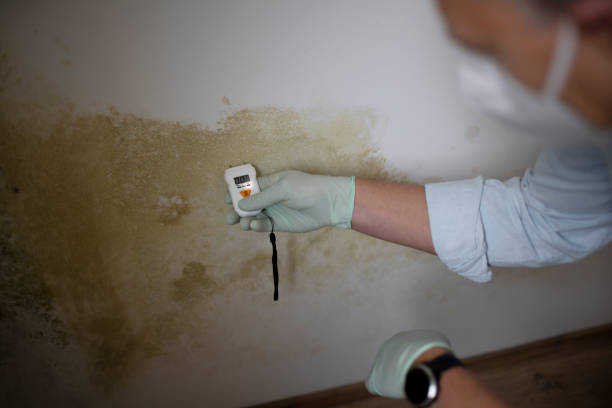 Best Crawl Space Mold Removal  in Auburn, KY