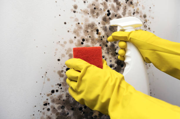 Professional Mold Removal in Auburn, KY