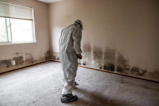 Best Local Mold Removal Service  in Auburn, KY