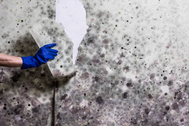 Best Mold Remediation Experts  in Auburn, KY