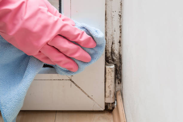 Best Fast Mold Removal  in Auburn, KY