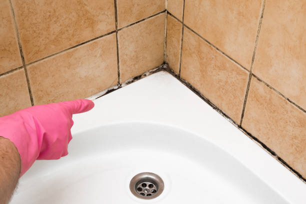 Office Mold Removal Services in Auburn, KY