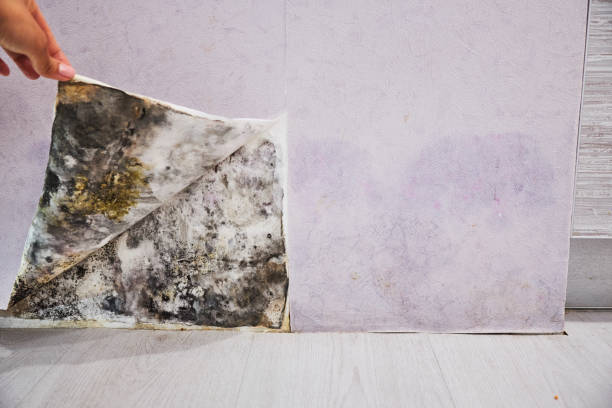 Mold Testing and Removal in Auburn, KY